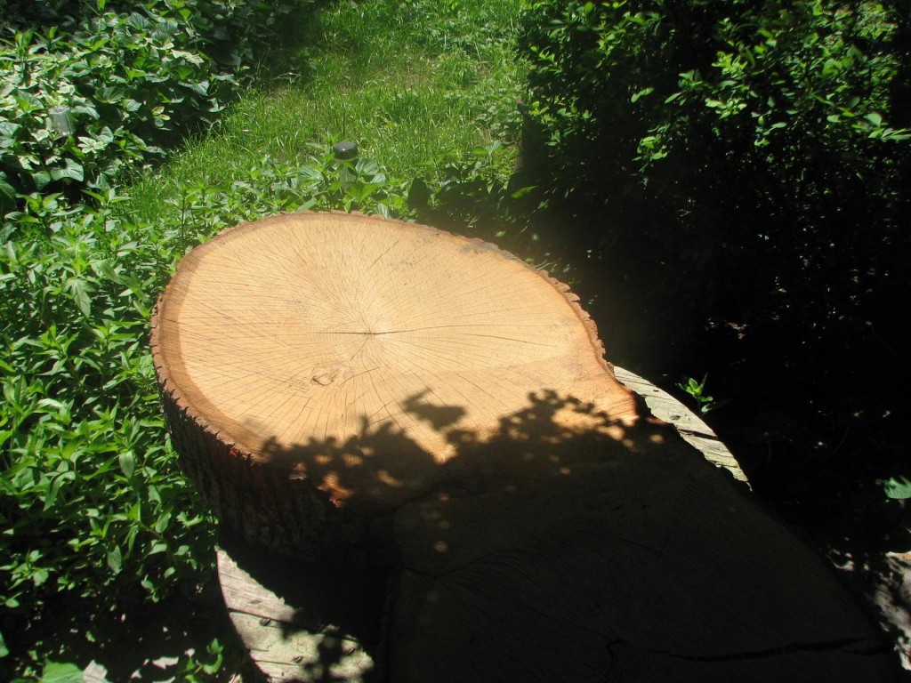 10531463_957069127658696_6097998699078268551_o